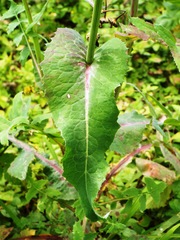 Sonchus oleraceus