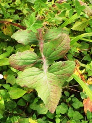 Sonchus oleraceus