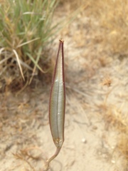 Calochortus striatus