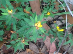 Pultenaea villifera