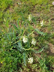 Astragalus pomonensis