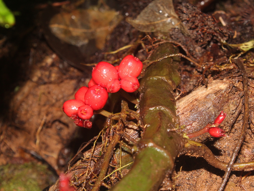Hoffmannia liesneriana