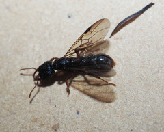 Amblyopone australis