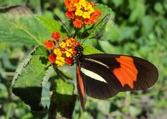Heliconius erato phyllis
