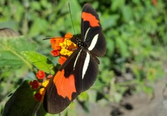 Heliconius erato phyllis