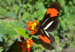 Heliconius erato phyllis