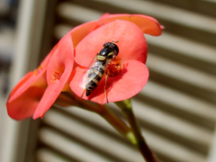 Ischiodon