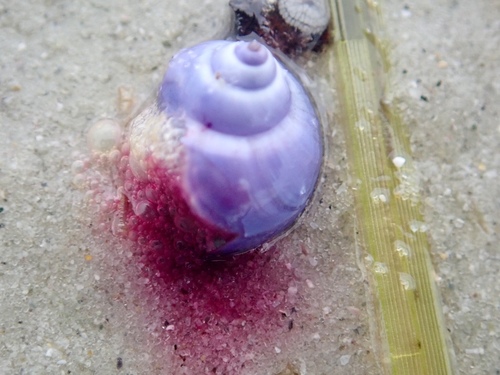 photo of Elongated Violet Snail (Janthina umbilicata)