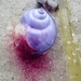 photo of Elongated Violet Snail (Janthina umbilicata)