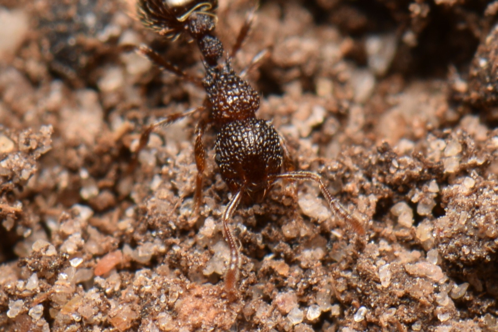 Austromorium flavigaster