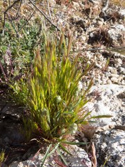 Festuca octoflora