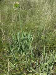 Allium nutans