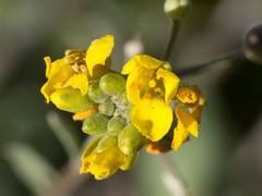 Physaria tenella