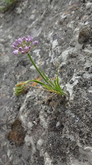 Allium austrosibiricum