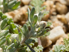 Stylocline gnaphaloides