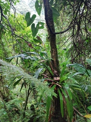 Pitcairnia brittoniana image