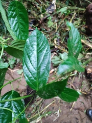 Passiflora brevifila image