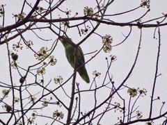 Amazona autumnalis salvini