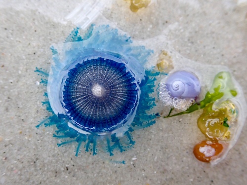 photo of Blue Button (Porpita porpita)