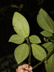 Meriania phlomoides image