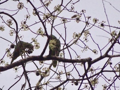 Amazona autumnalis salvini