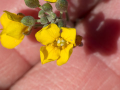Physaria tenella