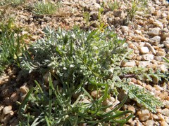 Stylocline gnaphaloides