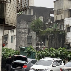 Nycticorax nycticorax