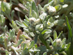 Stylocline gnaphaloides