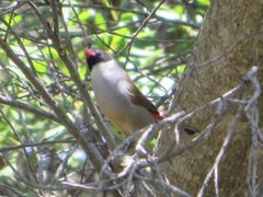 Coccopygia melanotis