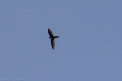 Aerodramus terraereginae
