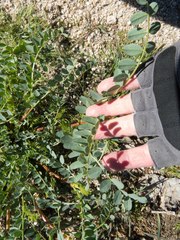 Astragalus lentiginosus maricopae