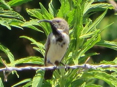 Cinnyris fuscus fuscus