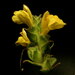 Bellardia trixago flaviflora - Photo (c) Santiago Sardinero,  זכויות יוצרים חלקיות (CC BY-NC), הועלה על ידי Santiago Sardinero