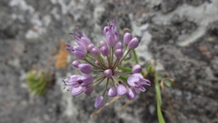 Allium austrosibiricum