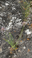 Allium austrosibiricum