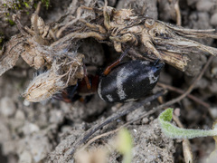 Poecilochroa variana