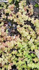 Crassula connata