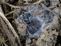 Poecilochroa variana