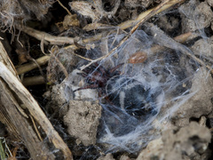 Poecilochroa variana