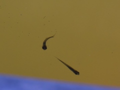 Leucaspius delineatus