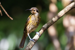 Xanthotis macleayanus