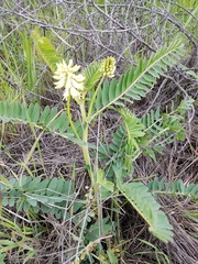 Astragalus pomonensis