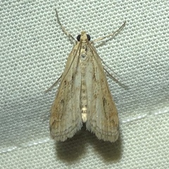 Parapoynx allionealis