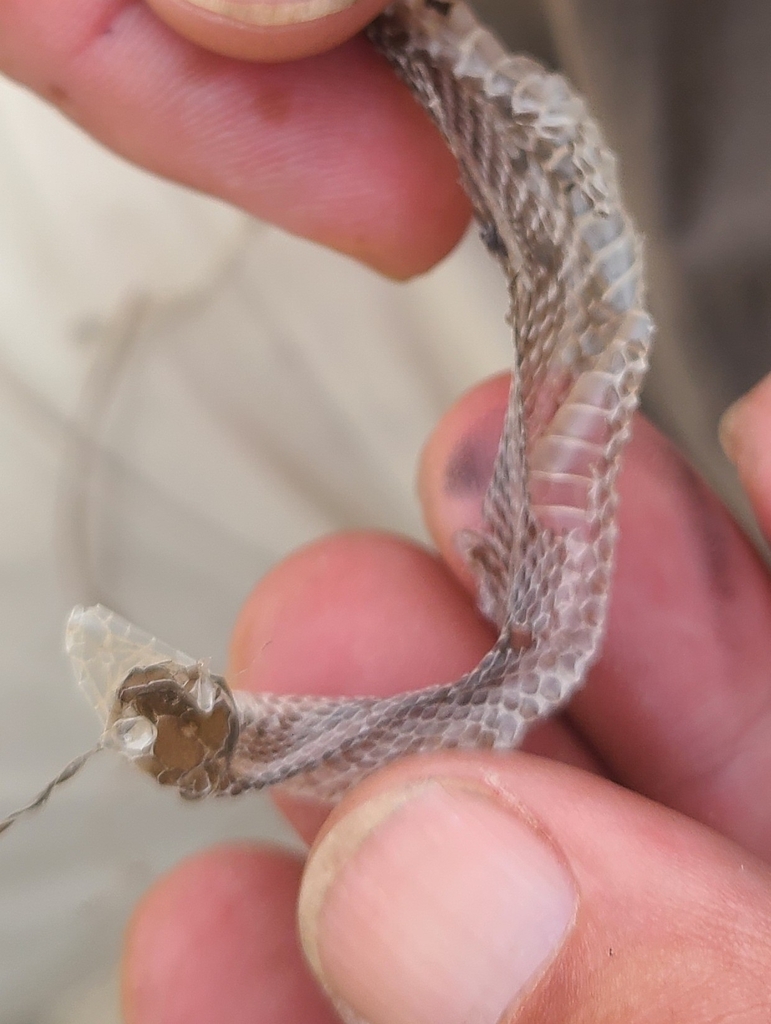 Butler's Garter Snake in September 2023 by Jazz (aka turtlehelper ...