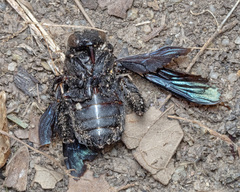 Xylocopa flavonigrescens