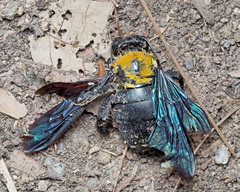 Xylocopa flavonigrescens