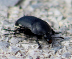 Ablattaria laevigata