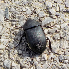 Ablattaria laevigata