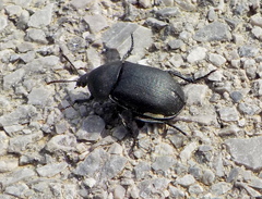 Ablattaria laevigata